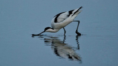 A black and white avocet sifting through mud in Brownsea Lagoon.